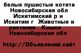 белые пушистые котята - Новосибирская обл., Искитимский р-н, Искитим г. Животные и растения » Кошки   . Новосибирская обл.